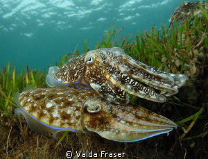 The female broadclub cuttlefish is selecting the perfect ... by Valda Fraser 